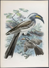 Elliot & Keulemans - Black-billed Hornbill