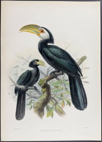 Elliot & Keulemans - White-cheeked Hornbill