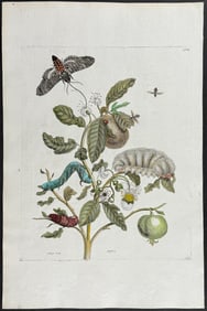 Merian, Folio - Guava with Bee & Moth Metamorphosis. 57
