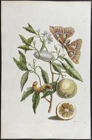 Merian, Folio - Lemon or Bitter Orange with Atlas Moth Metamorphosis. 65