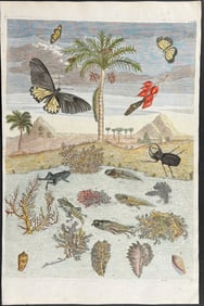 Merian, Folio - Butterfly Metamorphosis, Stag Beetle, Palm Tree, Frog or Toad Life Cycle, Coral, &