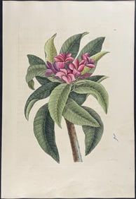 Catesby, First Ed - Plumeria Flore Roseo (Red Frangipanni). 2-92