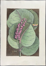 Catesby, First Ed - Mangrove Grape Tree with Goldenrod Moth. 2-96