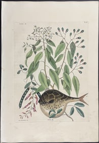 Catesby, First Ed - Globe Fish with Black Torch & Red Milk-Pea. 2-28