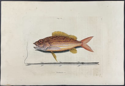 Catesby, First Ed - Lane Snapper & Tobacco-Pipe Fish. 2-17