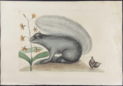 Catesby, First Ed - Grey Fox Squirrel (Eastern Gray Squirrel) with Bahaman Orchid. 2-74