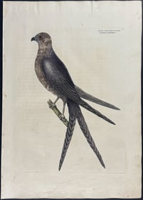 Catesby, First Ed - Swallowtail Hawk. 1-4
