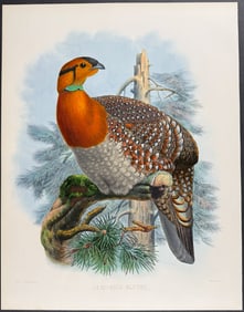 Elliot - Blyth'd Horned Pheasant