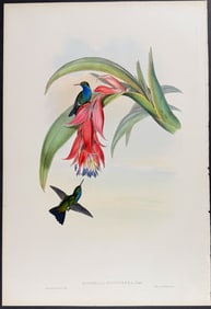 Gould - Blue-breasted Sapphire Hummingbird (Eucephala Hypocyanea)