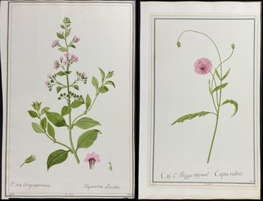 4 Original Botanical Watercolors after Herz, Ledl, Nebl for Jacquin (according to Linnaeus system)