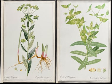 4 Original Botanical Watercolors of Spurge (Euphorbia) after Ledl, Ledelmaier for Blackwell, Jacquin