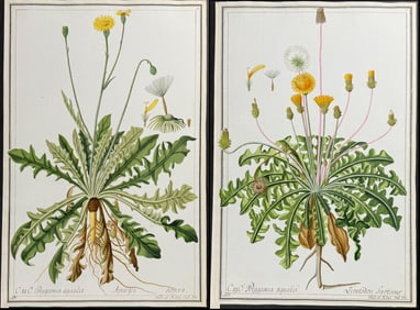 4 Original Botanical Watercolors after Ledl for Curtis (according to Linnaeus system)