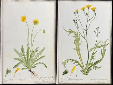 Pair of Original Botanical Watercolors (Apargia) after Ledel for Jacquin (according to Linnaeus