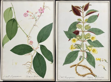 4 Original Botanical Watercolors after Eller, Herz, Ledl for Jacquin, Curtis (according to Linnaeus
