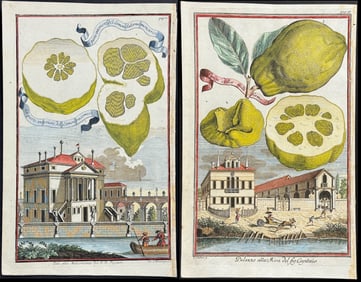 Volckamer - Pair of Lemon Engravings