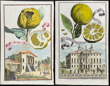 Volckamer - Pair of Citrus Engravings