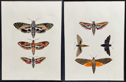 Drury - 4 Moth Engravings