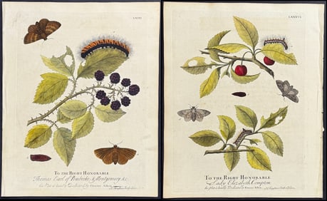 Albin - 4 Moth Metamorphosis Engravings