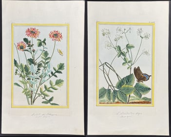Buchoz - 5 Botanical & Insect Engravings