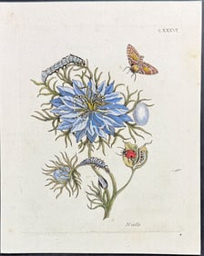 Merian - Flower with Moth Metamorphosis & Ladybug. 136