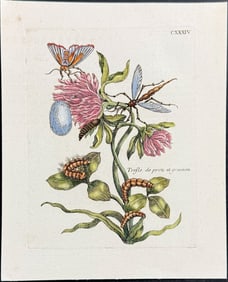 Merian - Flower with Moth Metamorphosis & Insect. 134