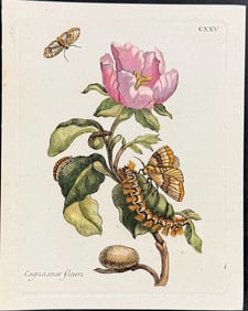 Merian - Quince Blossom with Moth Metamorphosis. 125