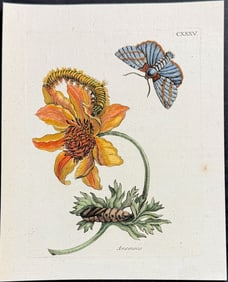 Merian - Anemone with Moth Metamorphosis. 135