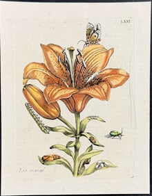 Merian - Lily with Moth Metamorphosis & Insects. 71