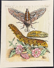 Merian - Bindweed with Moth Metamorphosis. 75