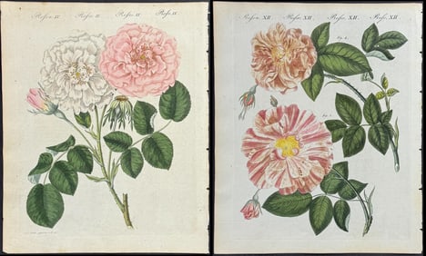 Bertuch - 4 Rose Engravings