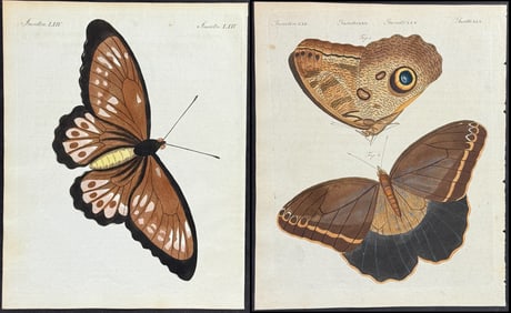 Bertuch - 4 Butterfly or Moth Engravings
