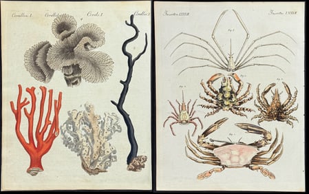 Bertuch - 5 Sea Life Engravings (Lobster, Crab, Shells, Coral)
