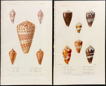 Kiener - 9 Cone Shell Engravings