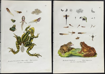 Schinz - 4 Toad or Frog Life Cycle Lithographs