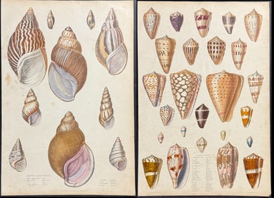 Macgillivray - Pair of Shell Engravings