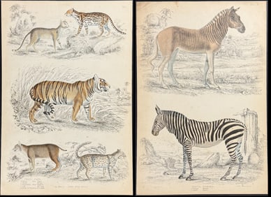 Macgillivray - 3 Quadruped Engravings: Tiger, Zebra, Quagga, Wild Cats