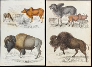 Macgillivray - Pair of Buffalo, Cow Engravings