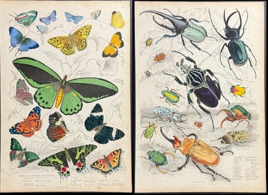 Macgillivray - Pair of Beetle, Butterfly, Moth Engravings