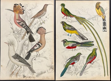Macgillivray - 7 Bird Engravings: Bee-Eaters, Jay, Hoopoe, Hornbill, Woodpecker, Trogon, Quetzal