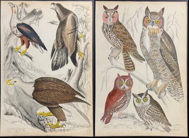 Macgillivray - 6 Bird of Prey Engravings