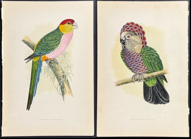 Greene - 5 Parrot Engravings