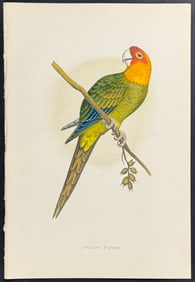 Greene - Carolina Parrot