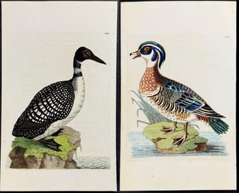 Shaw & Nodder - Pair of Bird Engravings