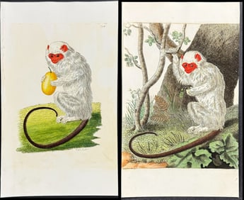 Shaw & Nodder - Pair of Silver-haired Monkey Engravings