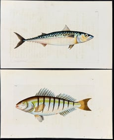 Shaw & Nodder - Pair of Fish Engravings