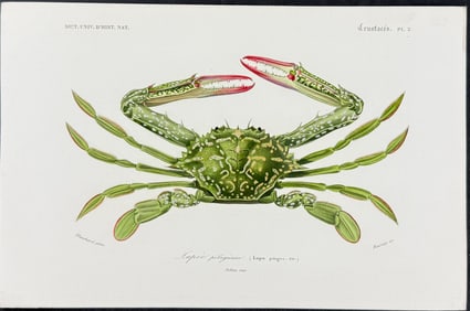 D'Orbigny - Crab. 2