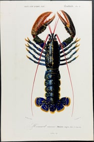 D'Orbigny - Lobster. 3