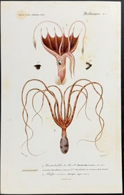 D'Orbigny - Octopus or Squid. 1