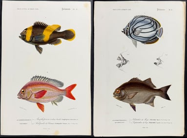 D'Orbigny - 5 Fish Engravings
