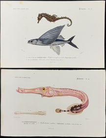 D'Orbigny - Pair of Sea Life Engravings: Seahorse, Flying Fish, Trumpetfish